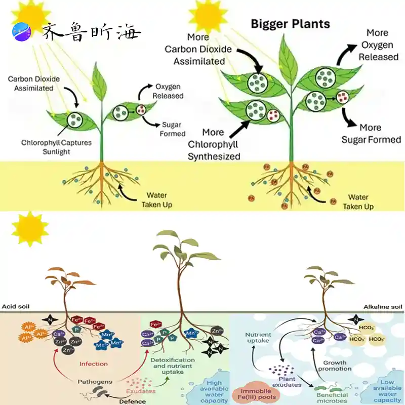 Agricultural chito-oligosaccharides