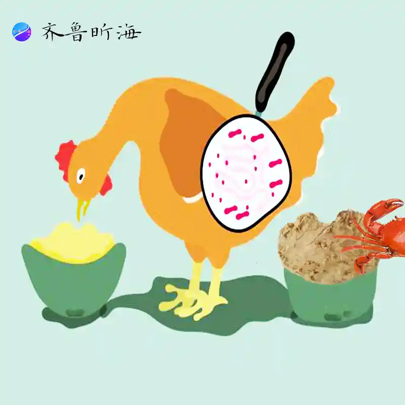 Feed chito-oligosaccharides