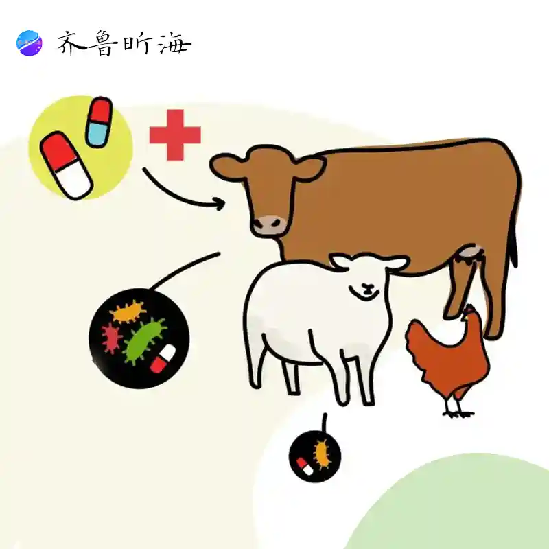 Animal veterinary chitosan oligosaccharides